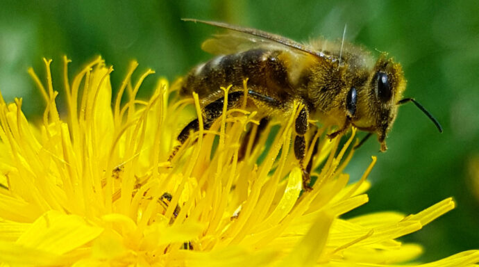 Die Bienenpatenschaft