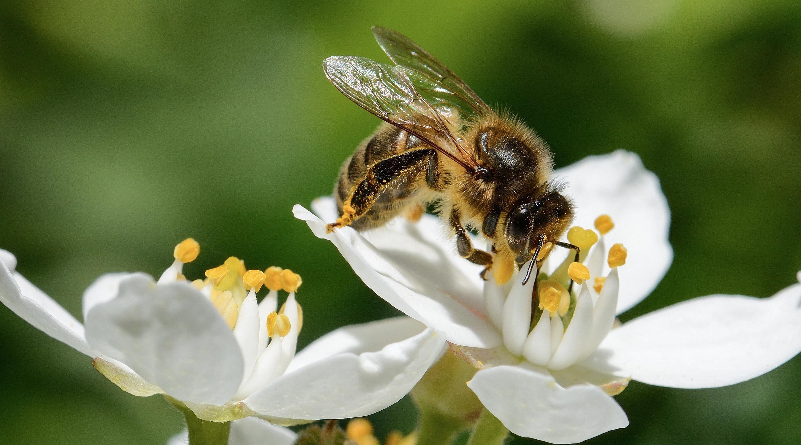 Die Bienen - unsere Leidenschaft