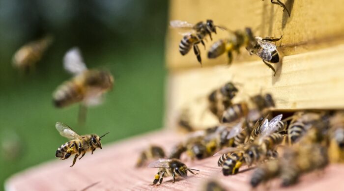 Bienen urner honig buerglen 04