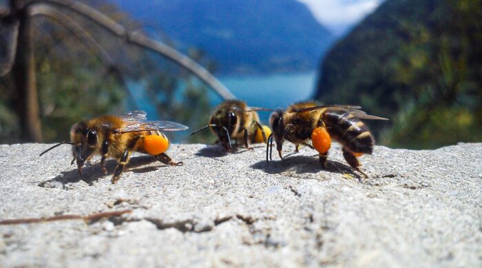 Bienen urner honig buerglen 06
