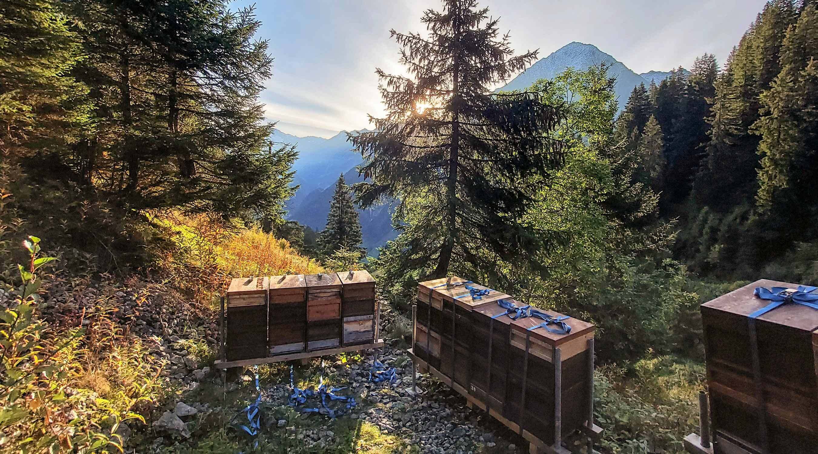 Die Bienen - unsere Leidenschaft