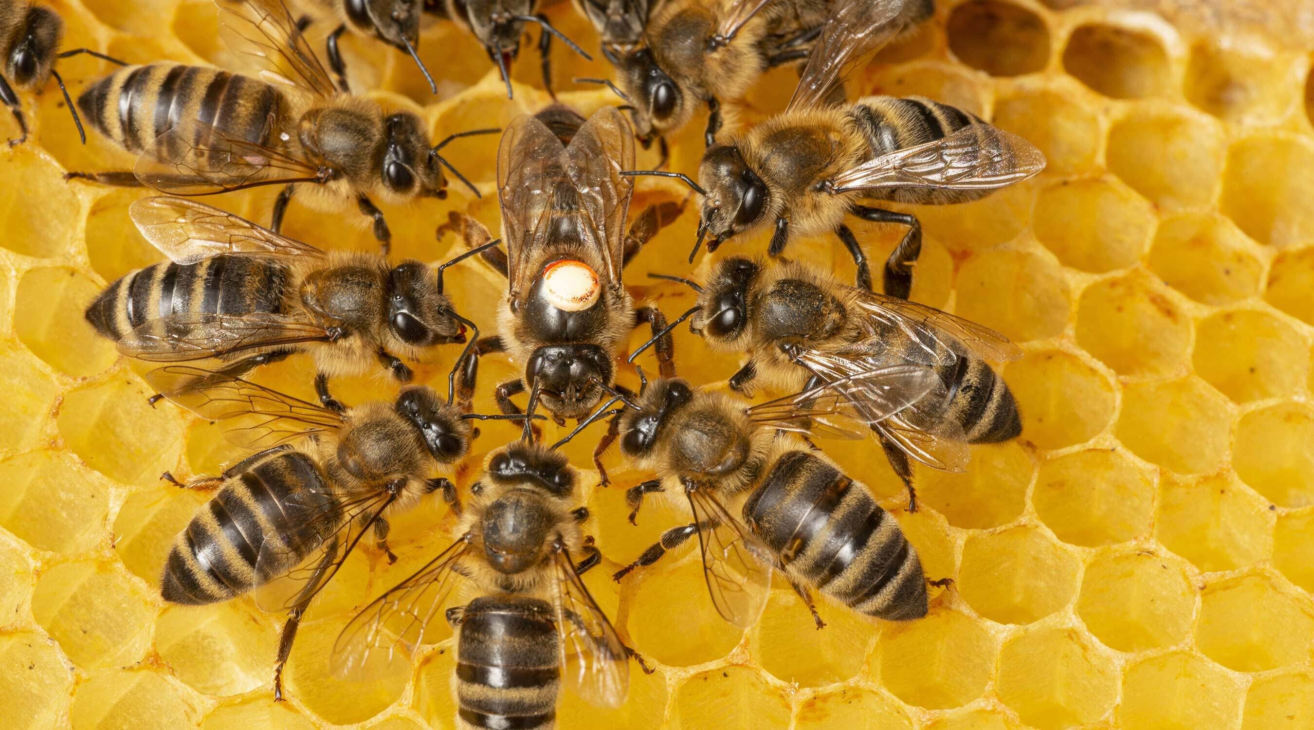 Die Bienen - unsere Leidenschaft