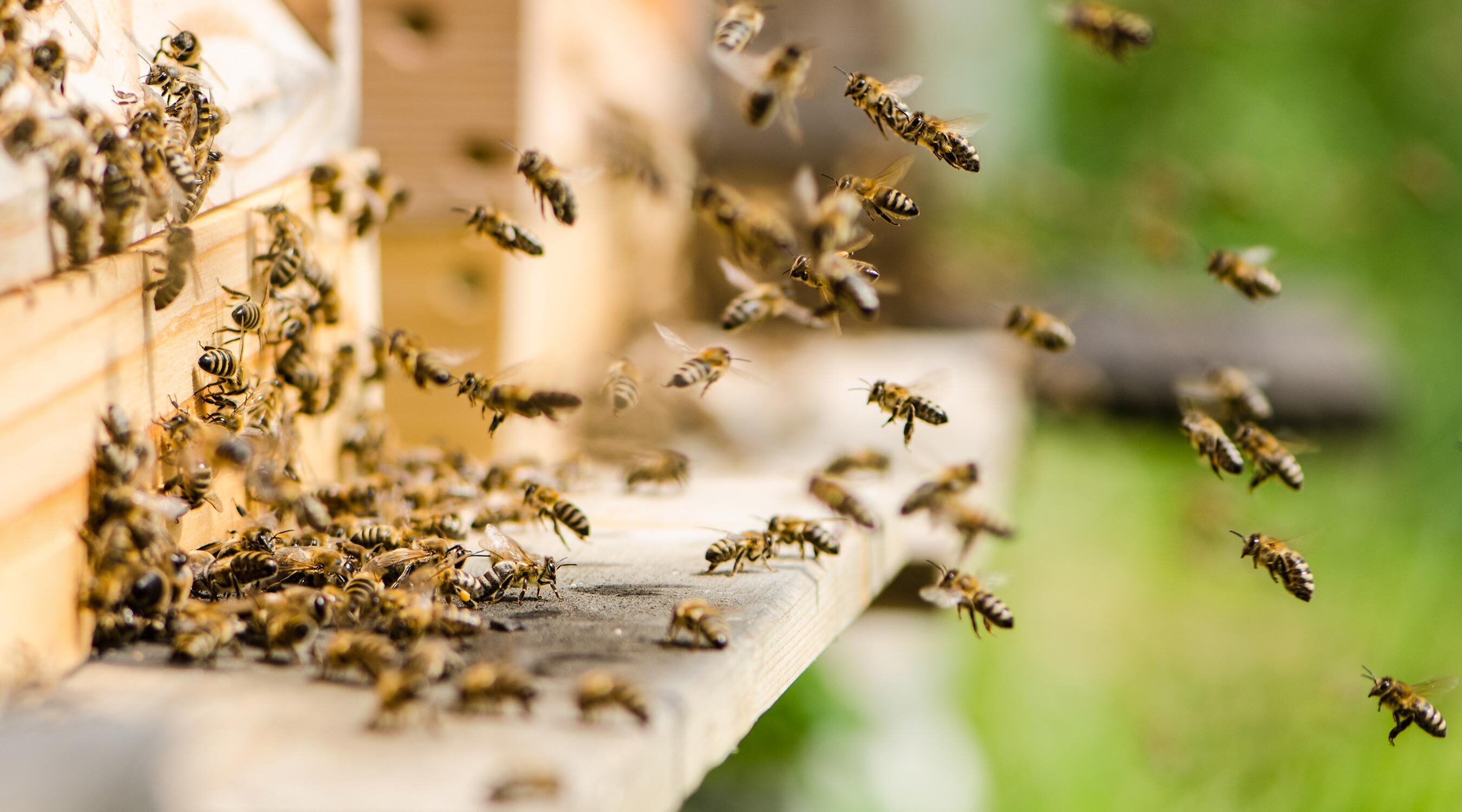 Die Bienen - unsere Leidenschaft