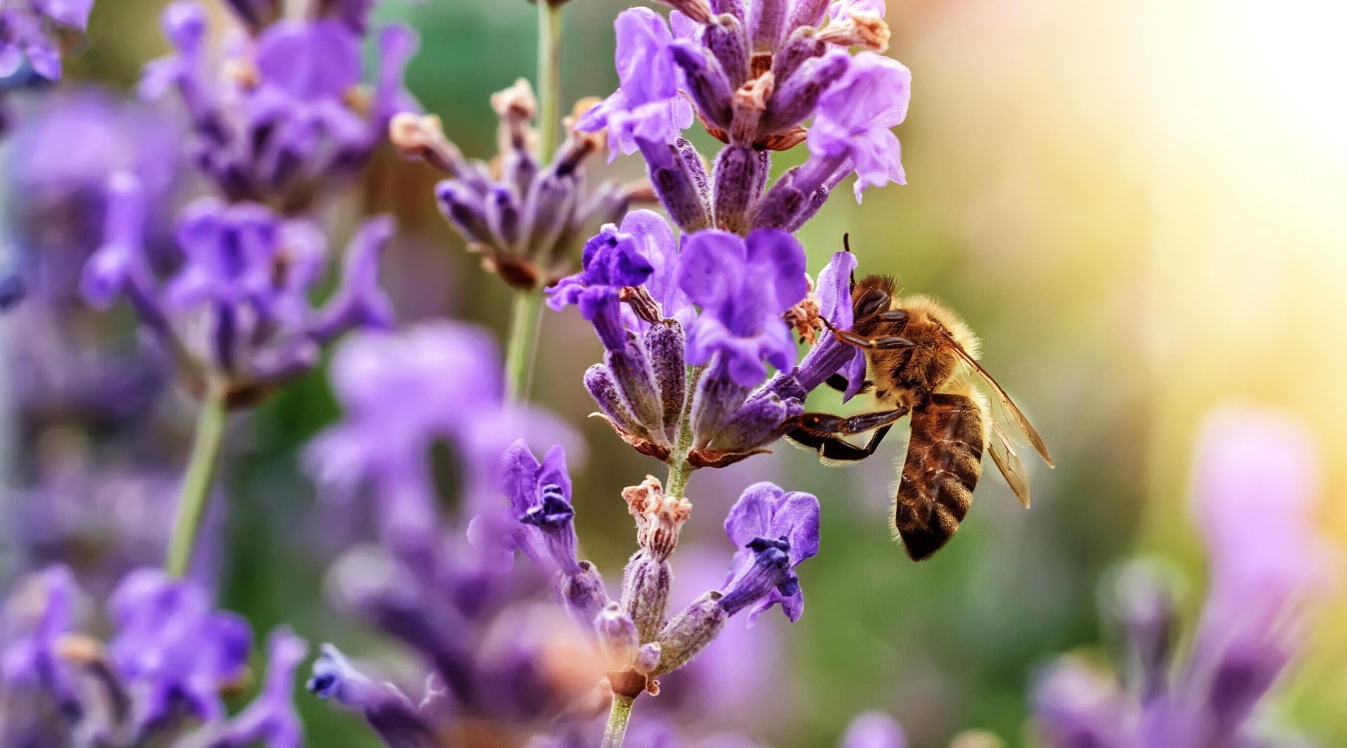 Die Bienen - unsere Leidenschaft