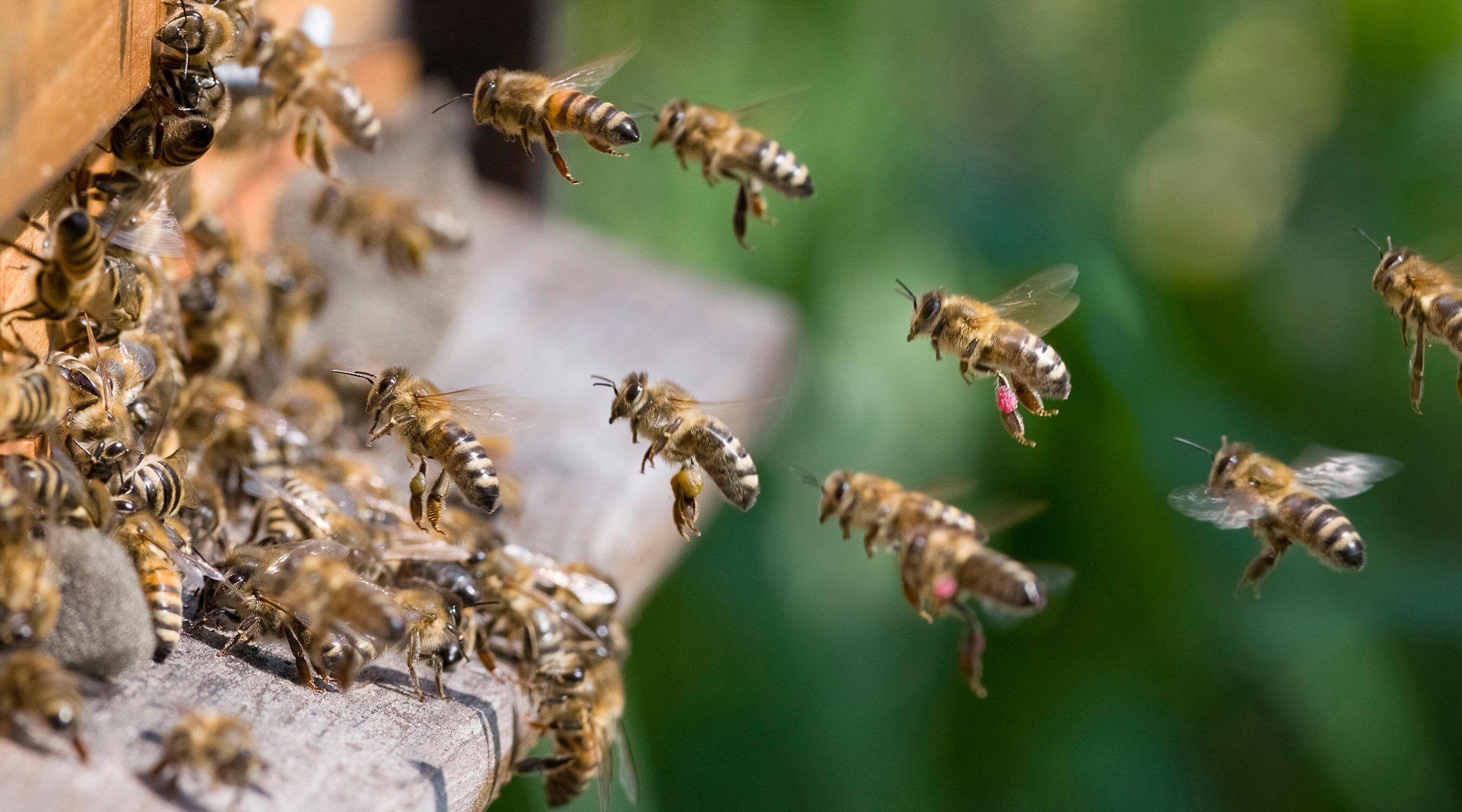 Wichtigkeit der Biene