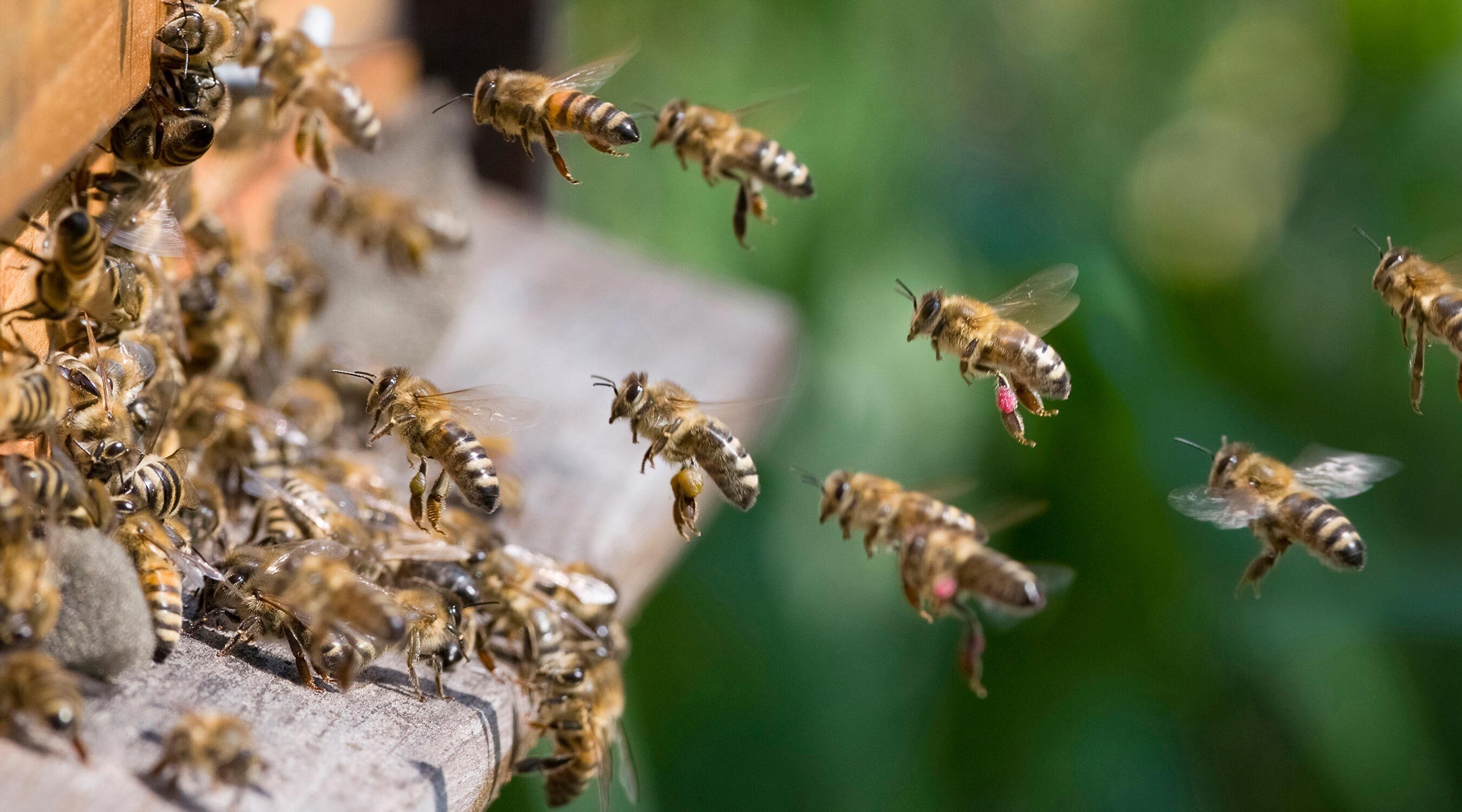 Die Bienenpatenschaft