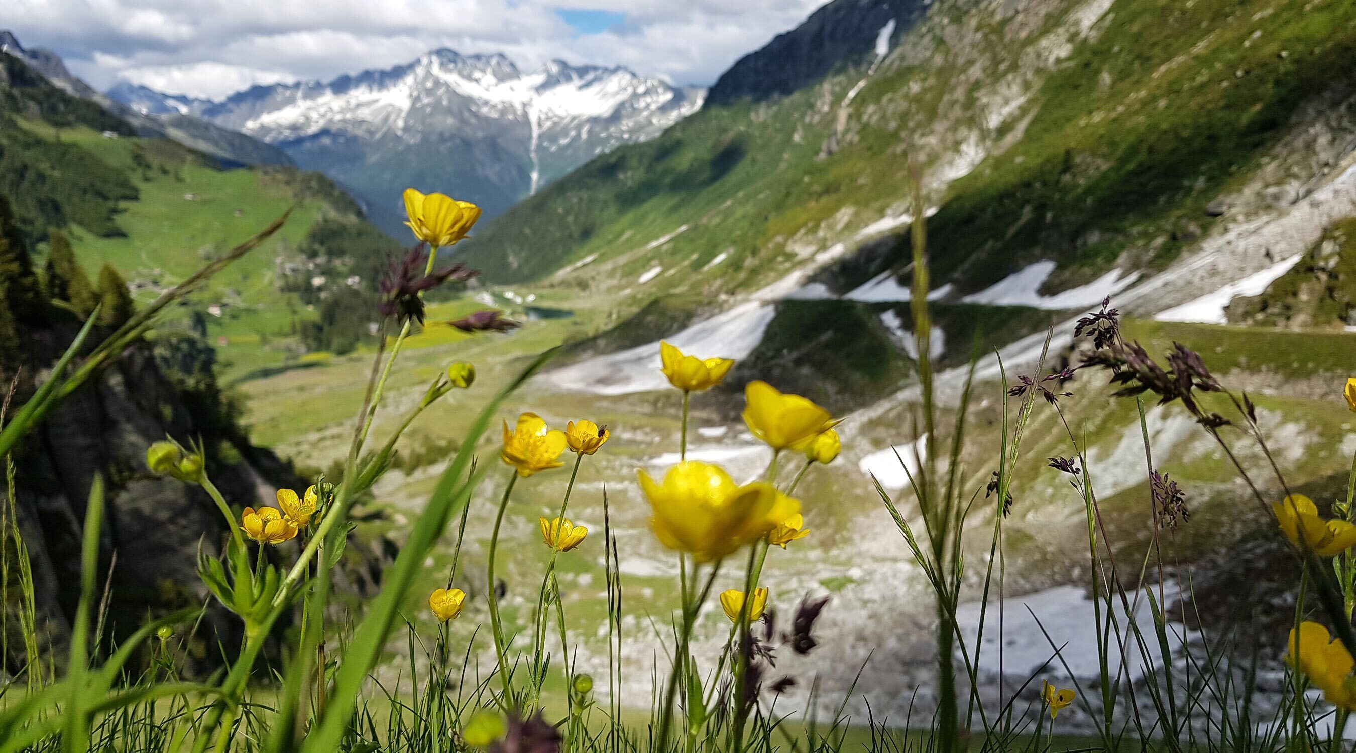 Die Bienen - unsere Leidenschaft
