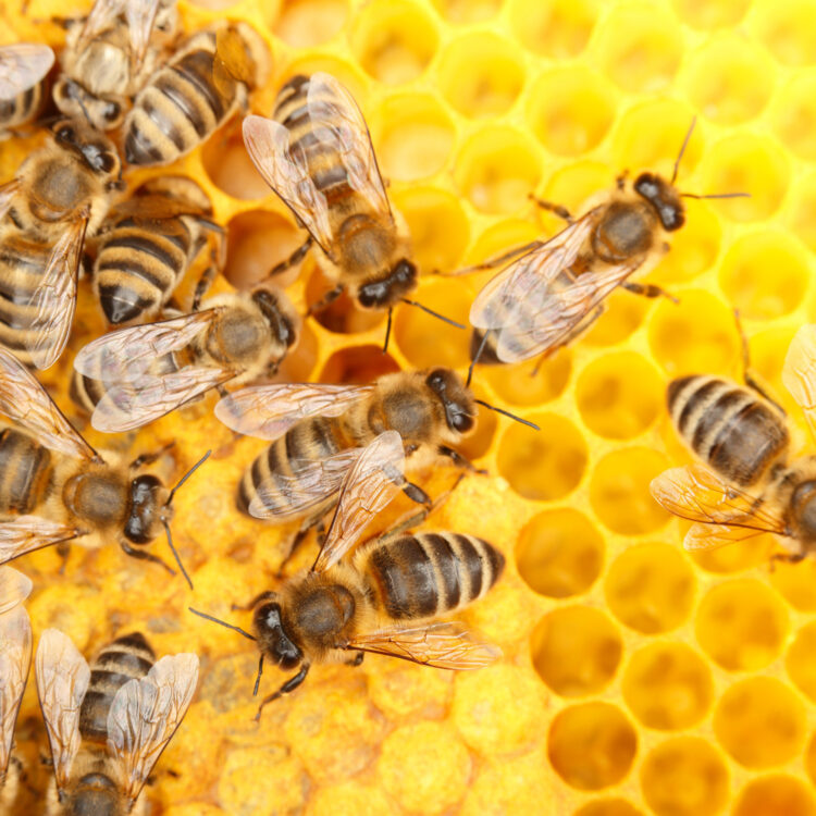 Bienenpatenschaft