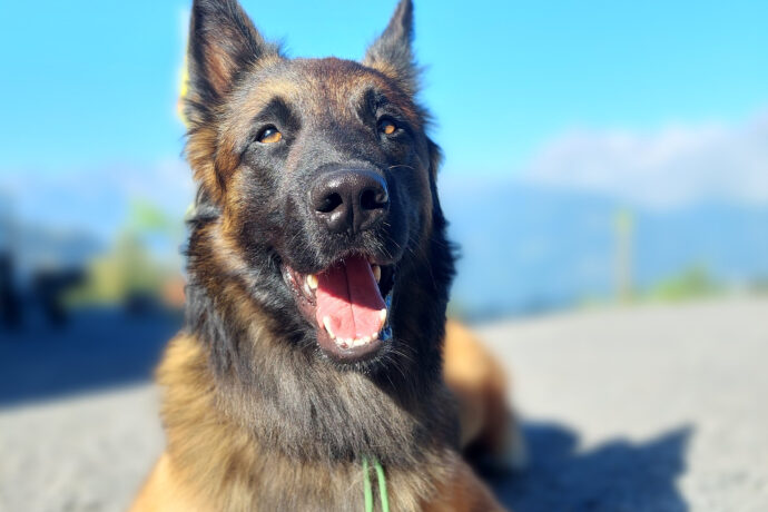 Lobo
