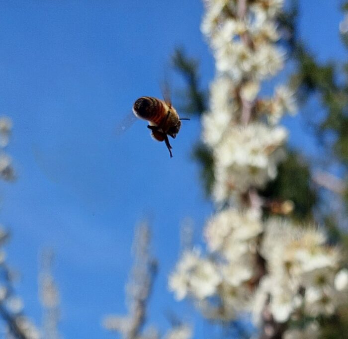Biene urner honig buerglen 01