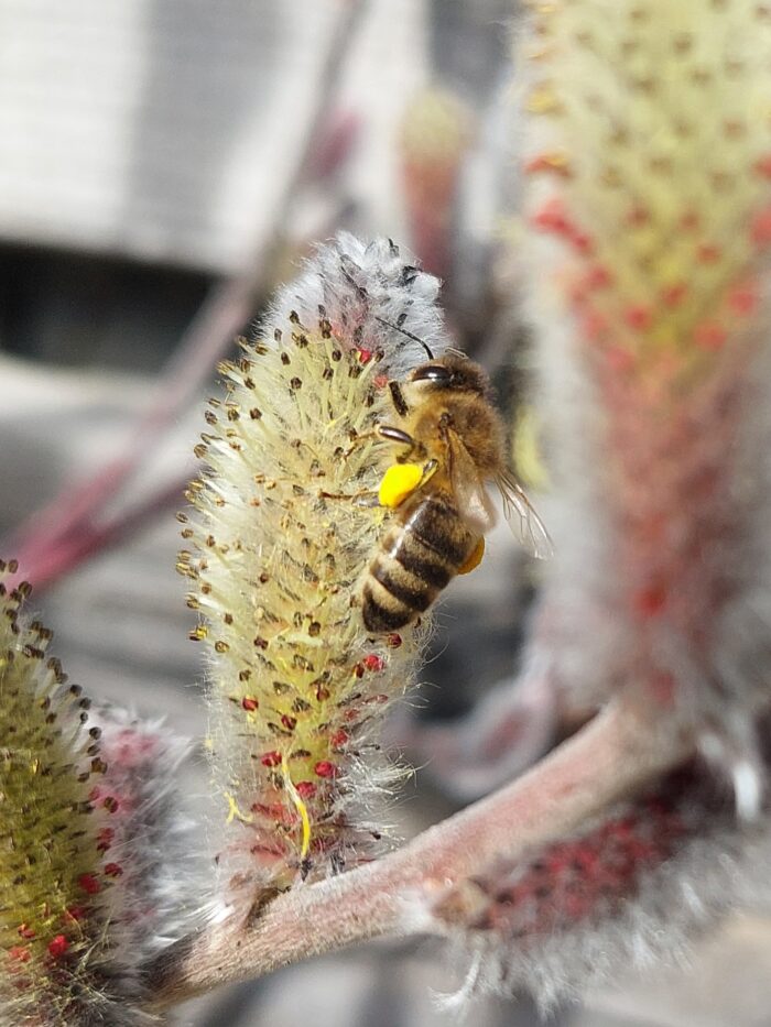 Bienen urner honig buerglen 11