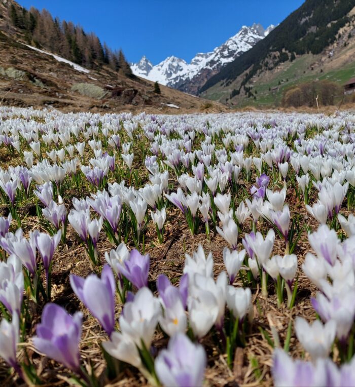 Natur urner honig buerglen 03