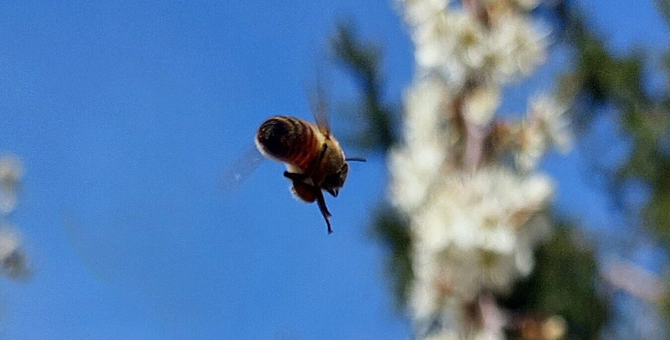 Die Bienen - unsere Leidenschaft