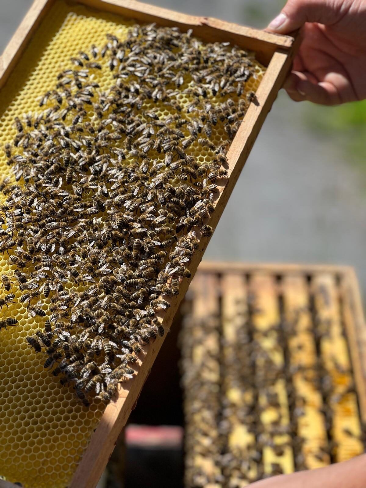 Die Bienen - unsere Leidenschaft